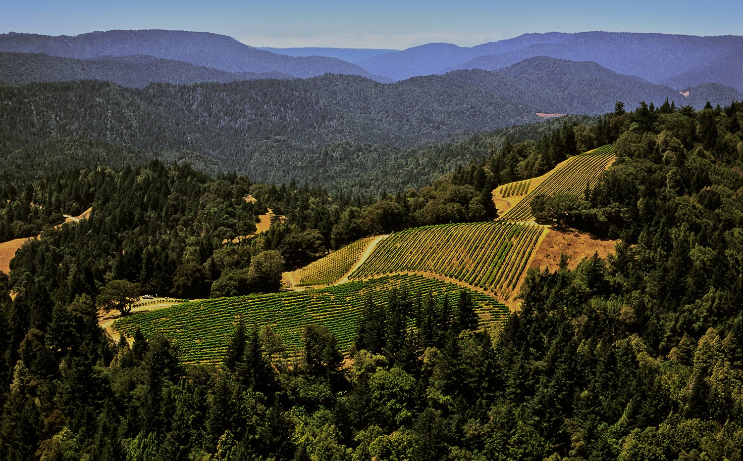 Vineyard — Murder Ridge Winery